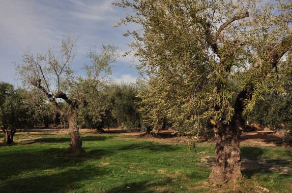 Oliveiras da produtora de azeite Laur, em Mendoza, na Argentina